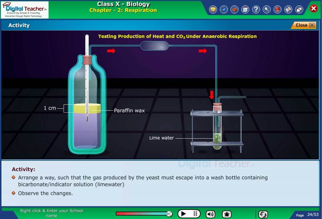 Class 10 biology chapter 2 respiration, practical activity on respiration gases
